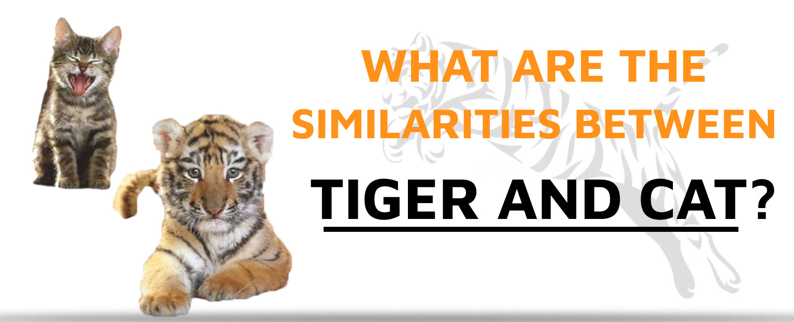 What are the Similarities Between Tiger and Cat?