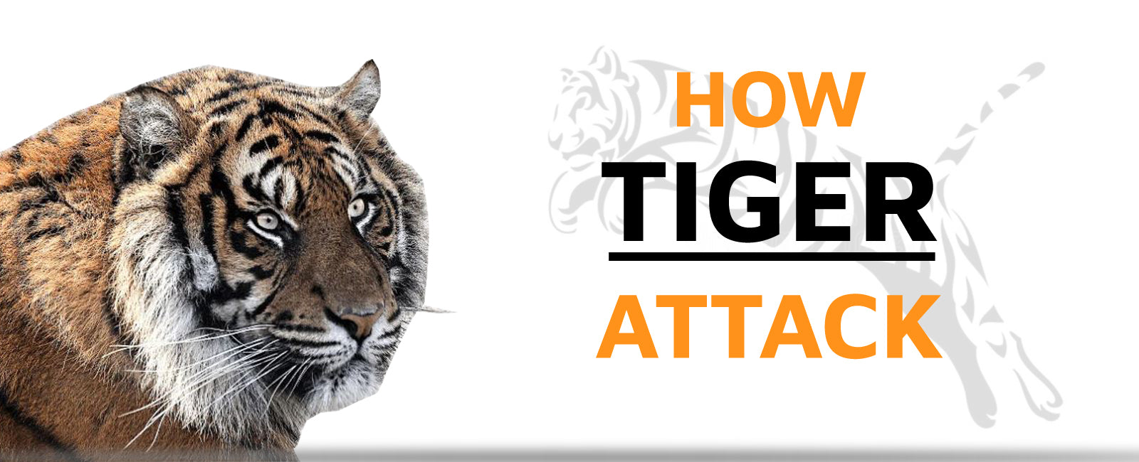 How does a Tiger Attack its prey?