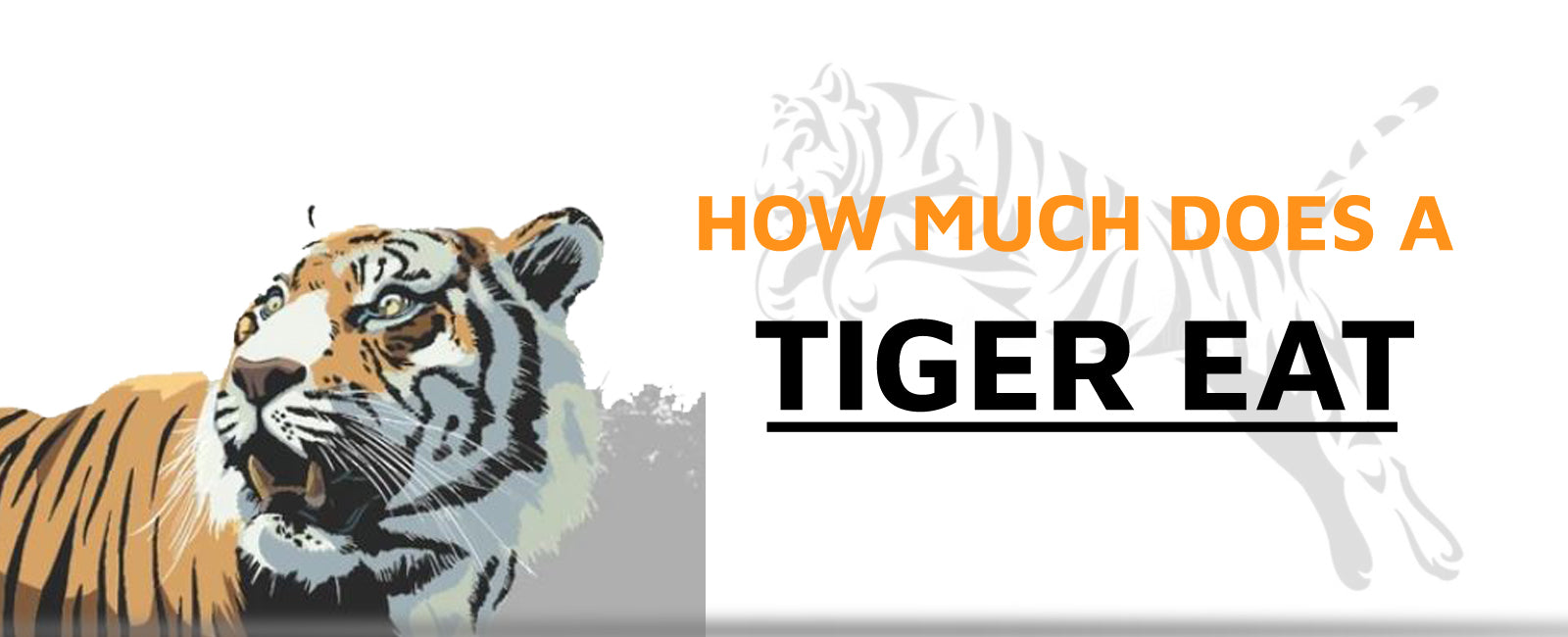 How much does a Tiger Eat