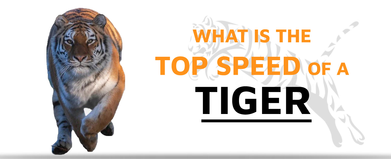 How Fast Can a Tiger Run?