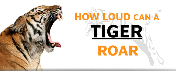 Listen to Bengal Tiger Roar Sound for Anyone Looking to Earn Their