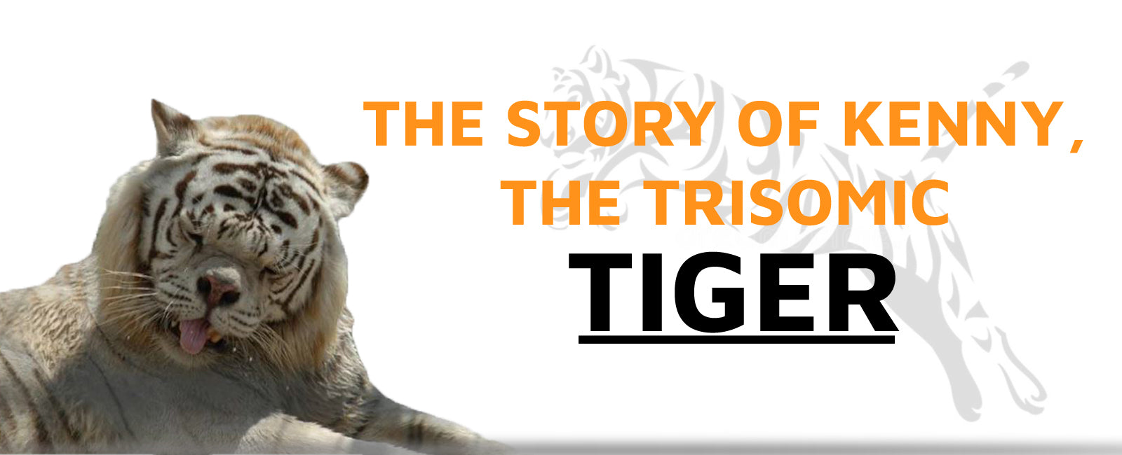 Can a Tiger Have Down Syndrome: The Story of Kenny