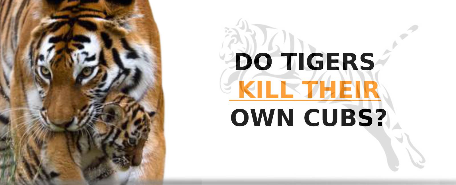 DO TIGERS KILL THEIR OWN CUBS?