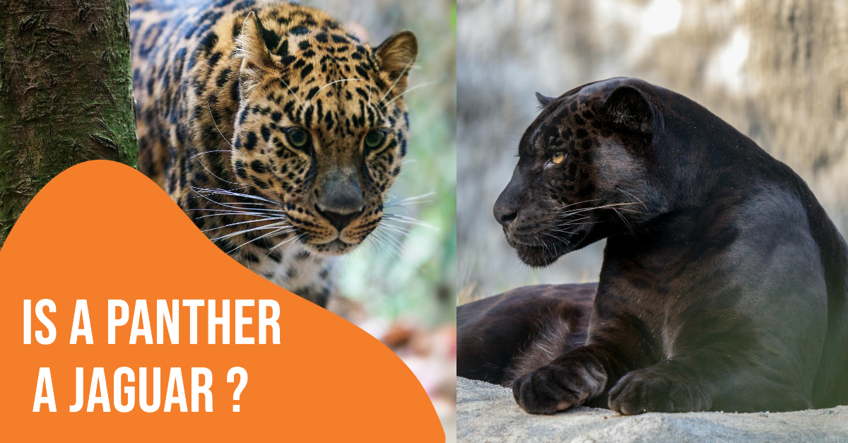 Is a Panther a Jaguar