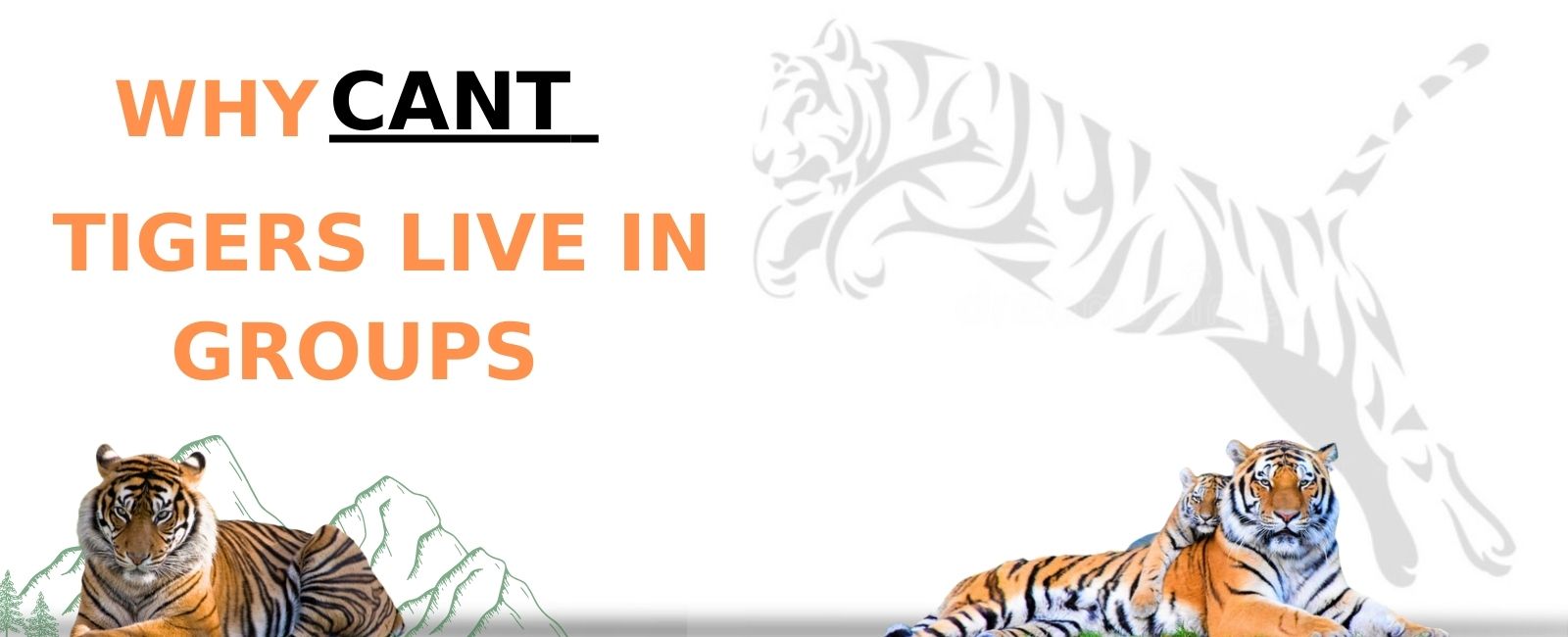 Do tigers live in groups?