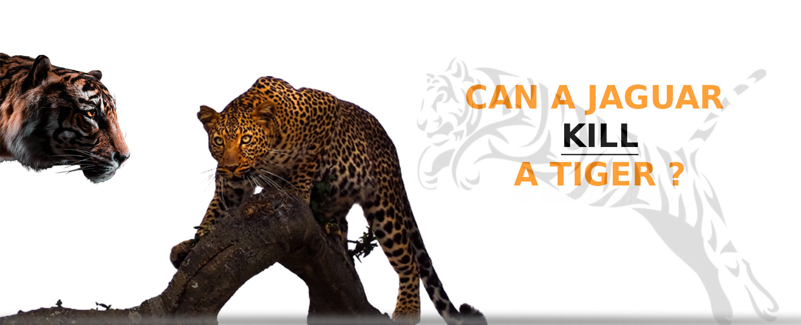 can a jaguar kill a tiger