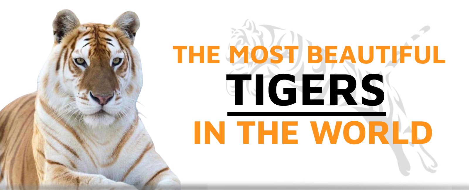 The Most Beautiful Tigers in the World