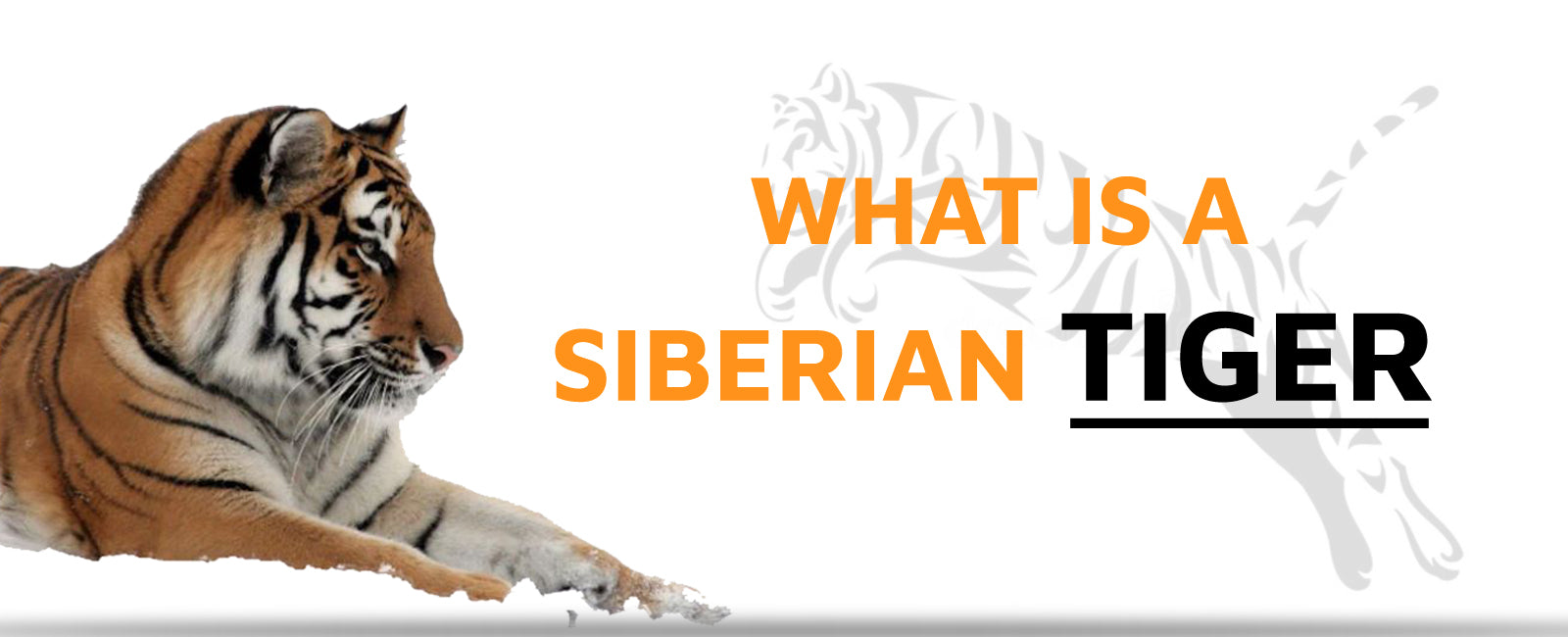 What is a Siberian Tiger