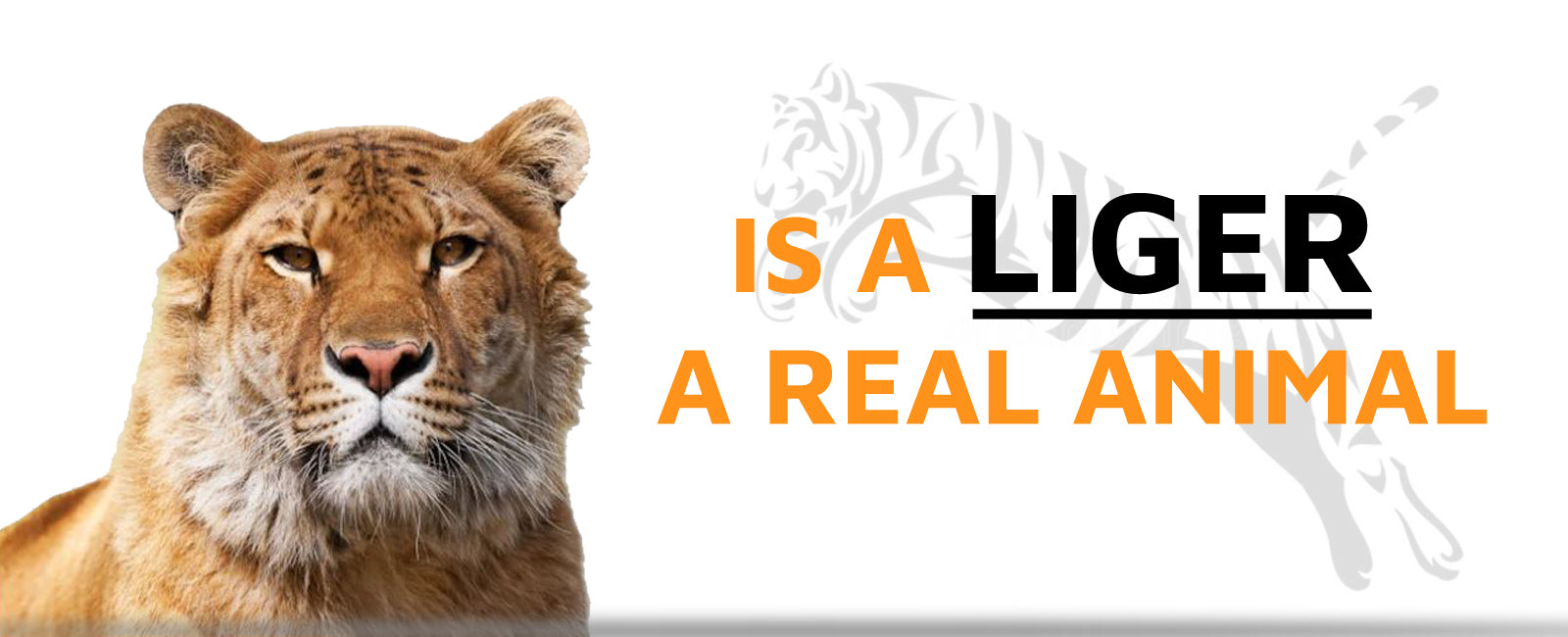 Is a Liger a real Animal?