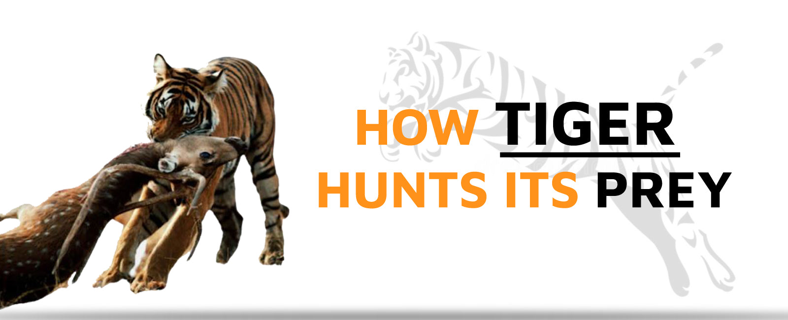 How Tiger Hunts its Prey?
