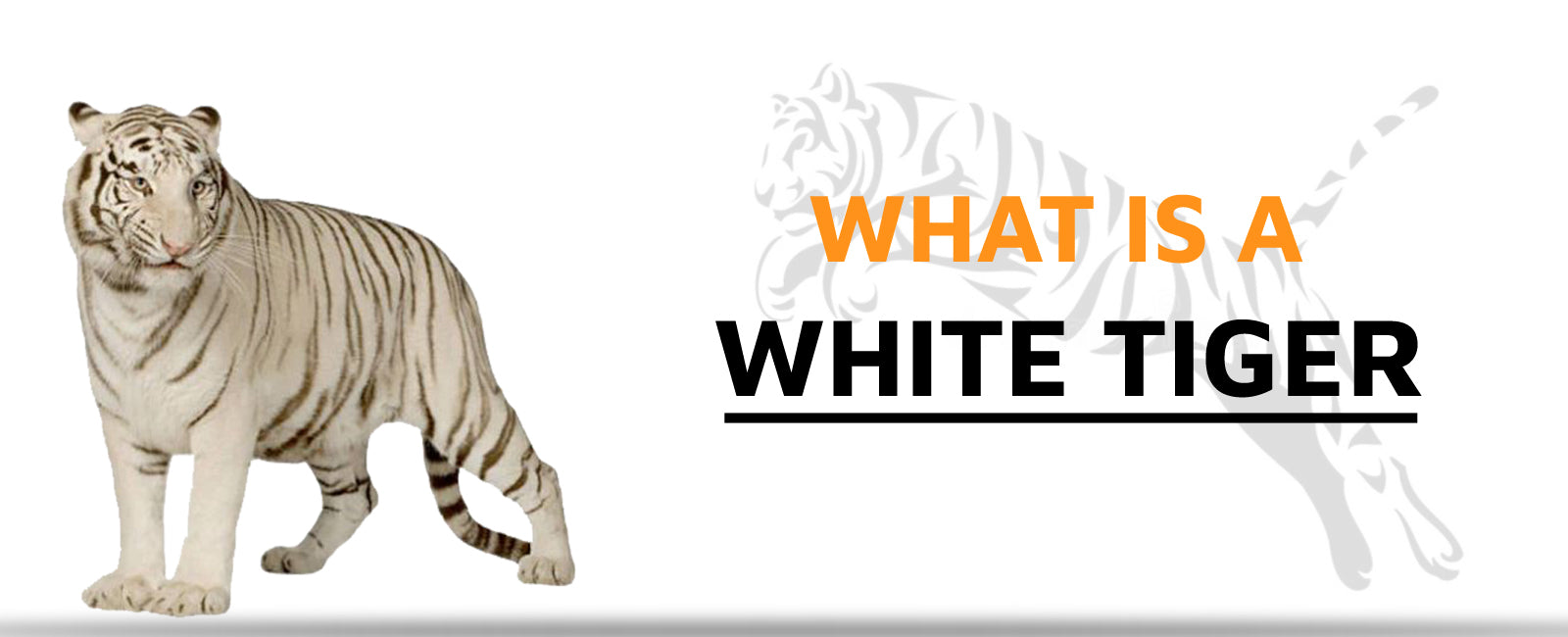 What is a White Tiger?