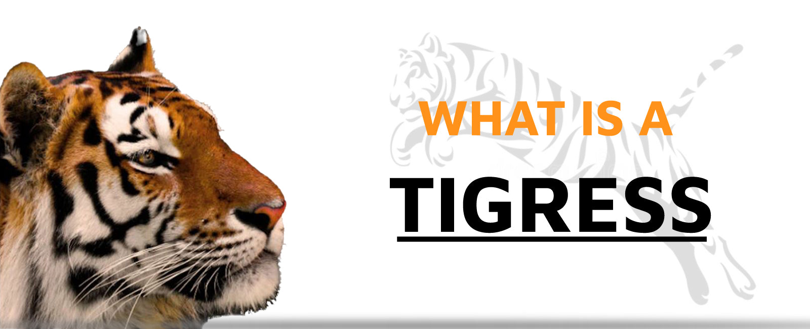 What is a Tigress?