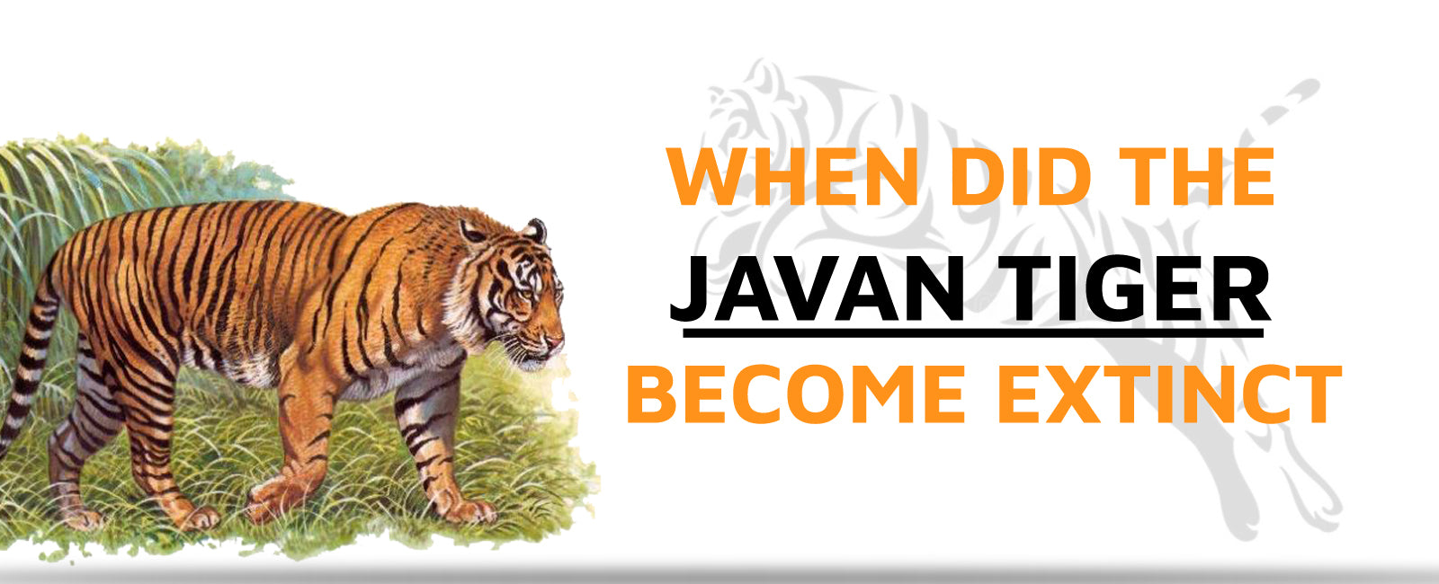 When did the Javan Tiger Become Extinct