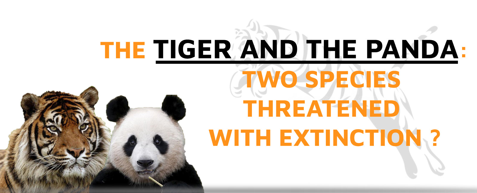 The Tiger and the Panda: Two Species Threatened with Extinction?