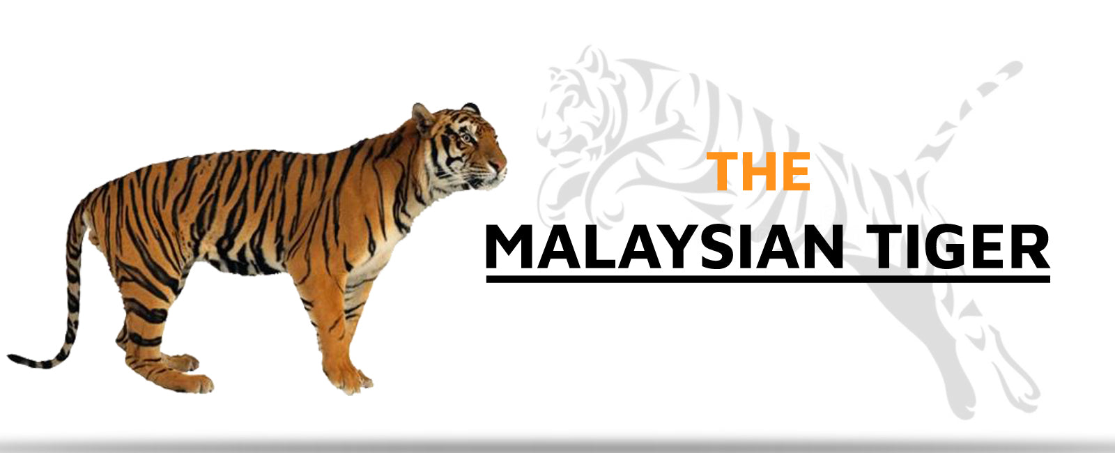 The Malaysian Tiger