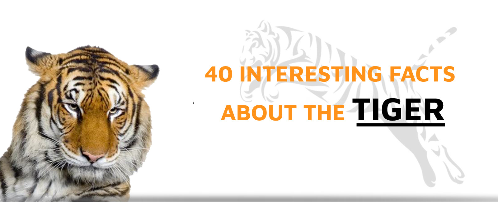 40 Interesting Facts about the Tiger