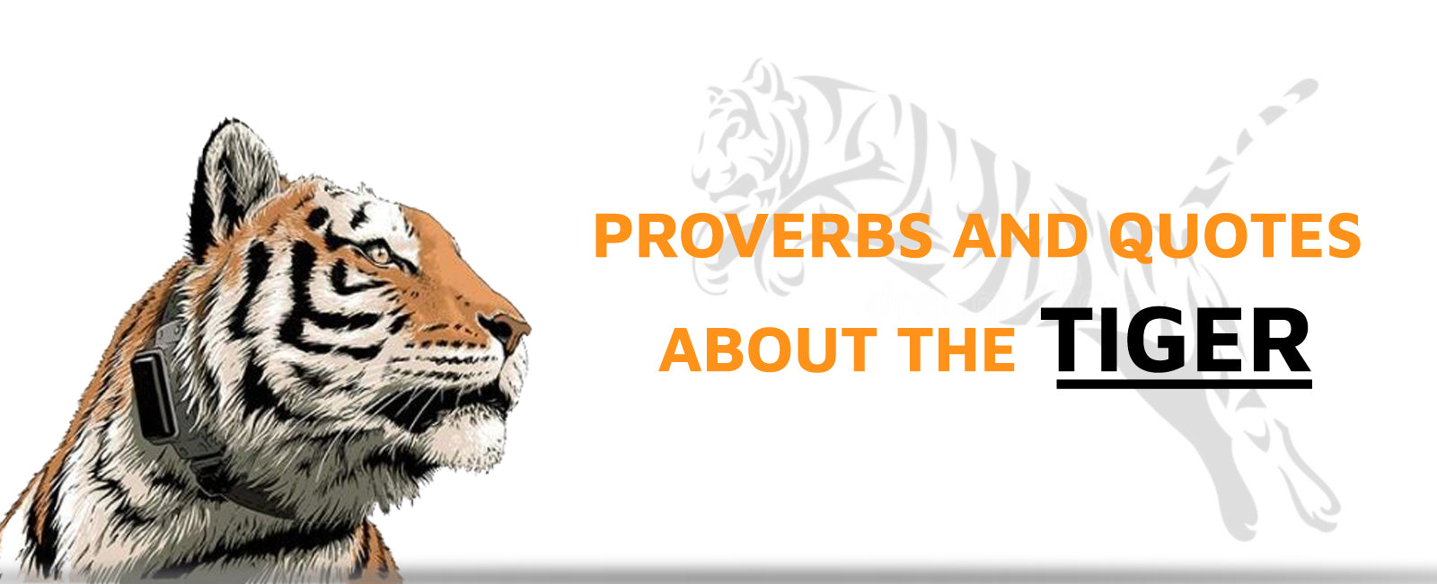 Proverbs and Quotes about the Tiger