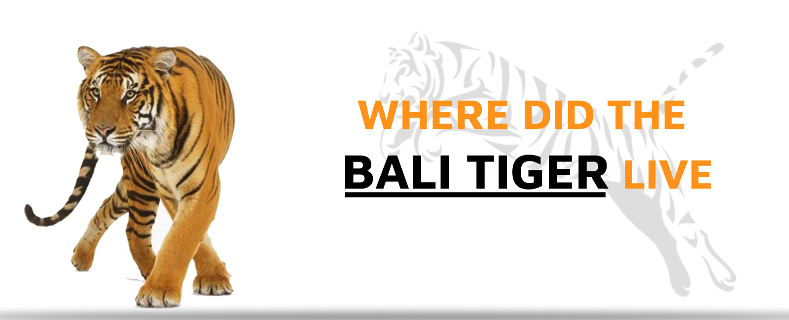 Where did the Bali Tiger Live