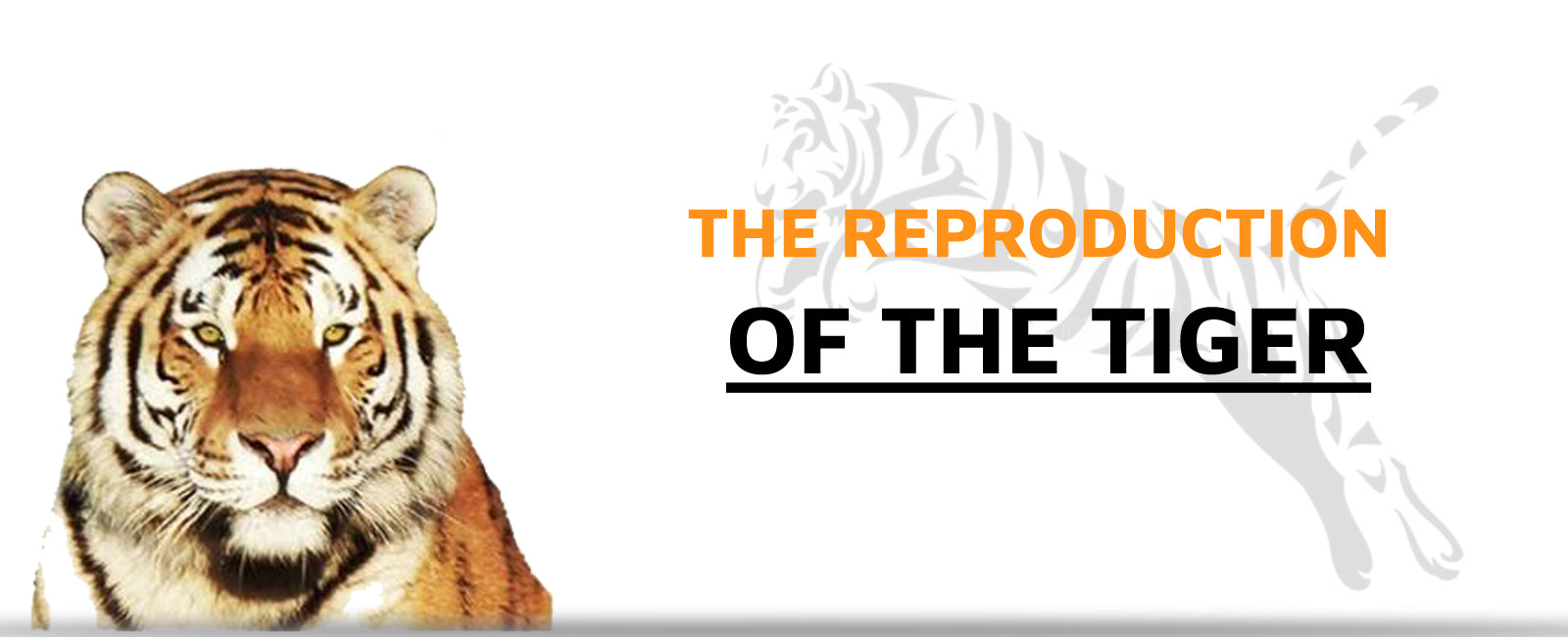 The Reproduction of the Tiger