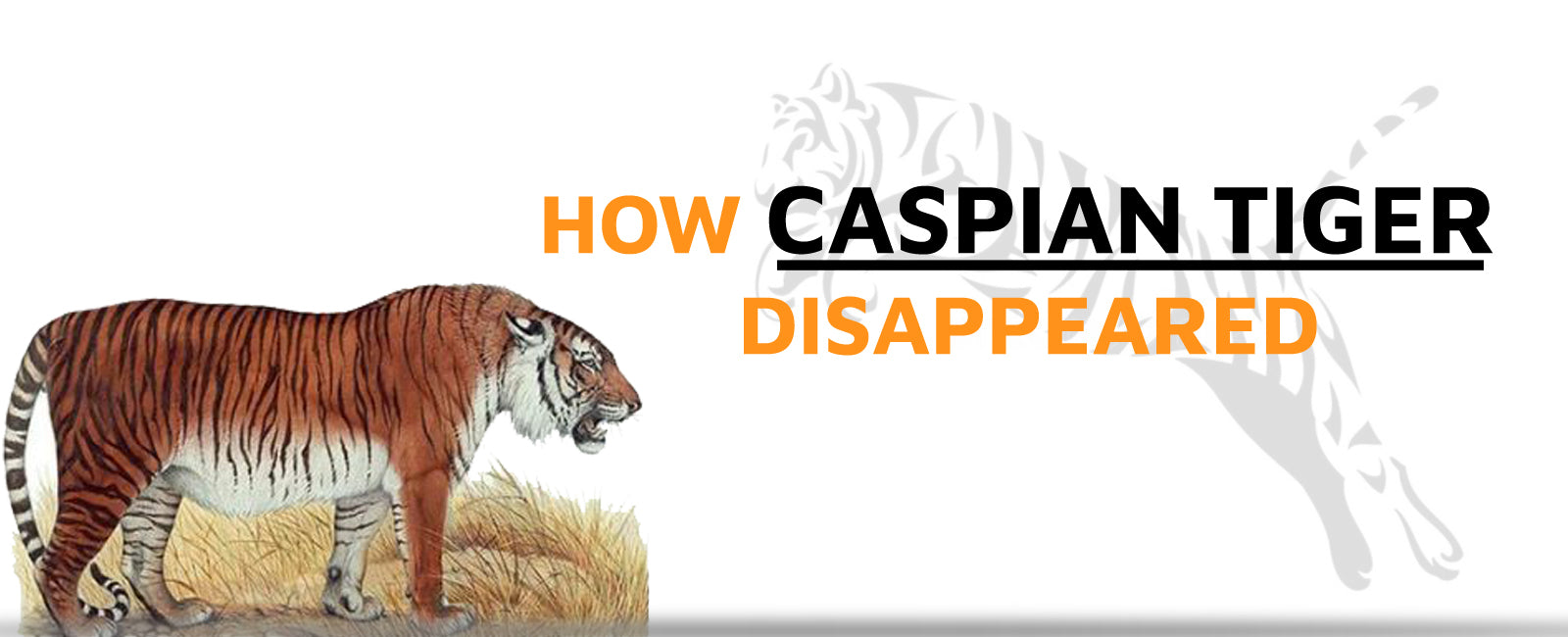 How Caspian Tiger Disappeared? | Tiger-Universe