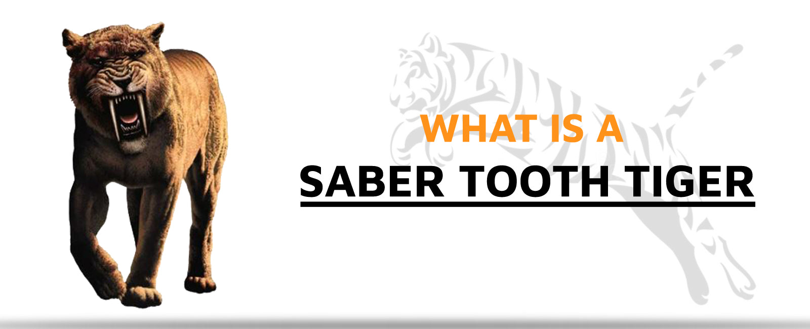 What is a Saber Tooth Tiger