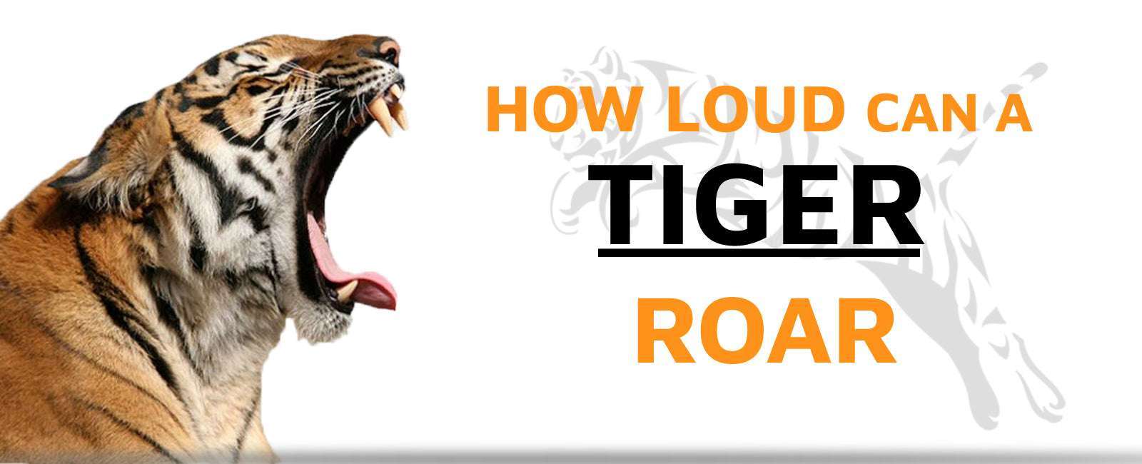 How Loud can a Tiger Roar?