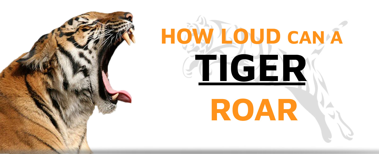 Tigers Riar Machine How Loud can a Tiger Roar? | Tiger-Universe