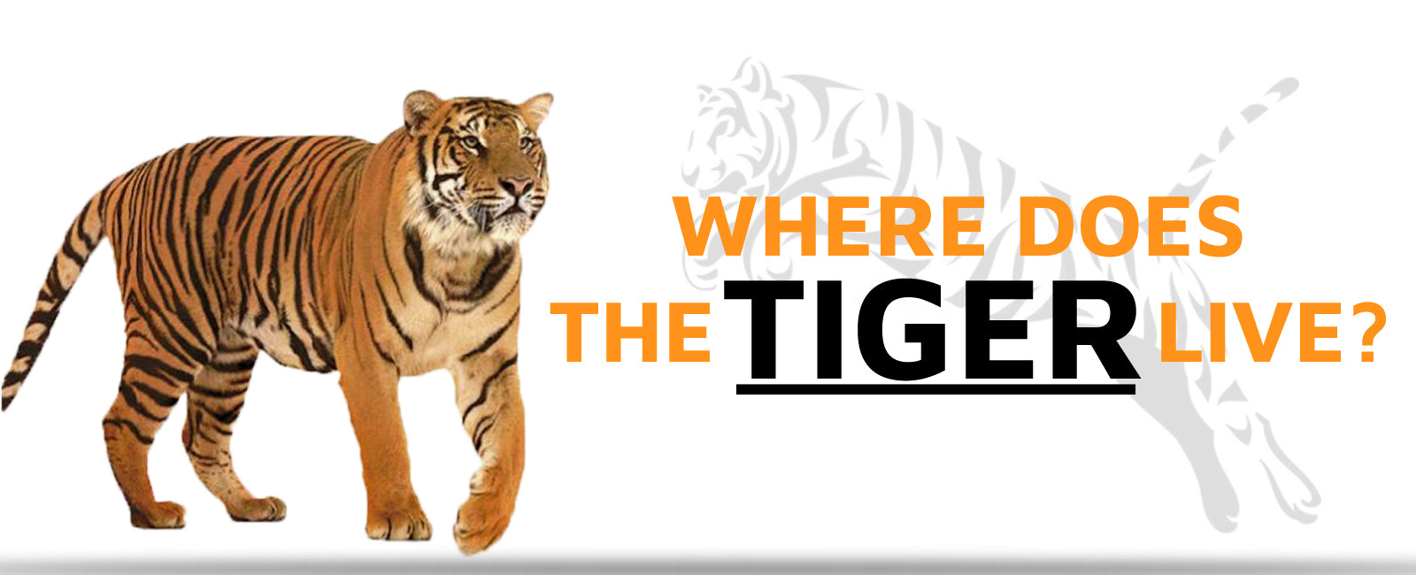Where does the Tiger Live?