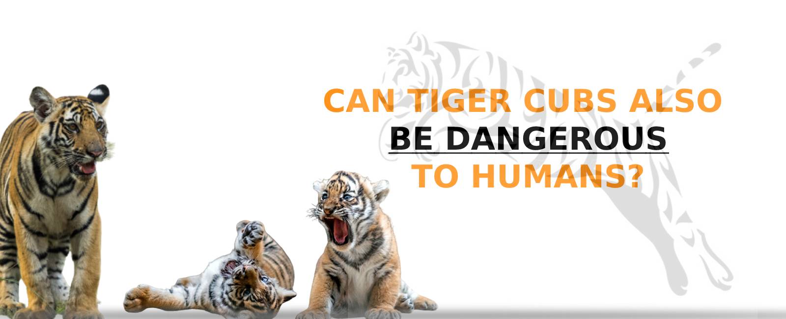 CAN TIGER CUBS ALSO BE DANGEROUS TO HUMANS?