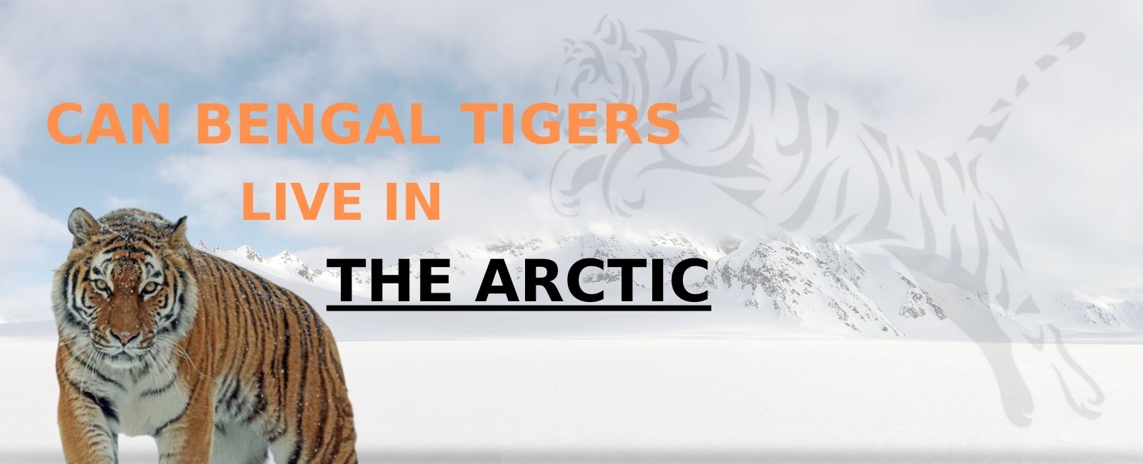 Can Bengal tigers live in the Arctic? - Tiger-Universe