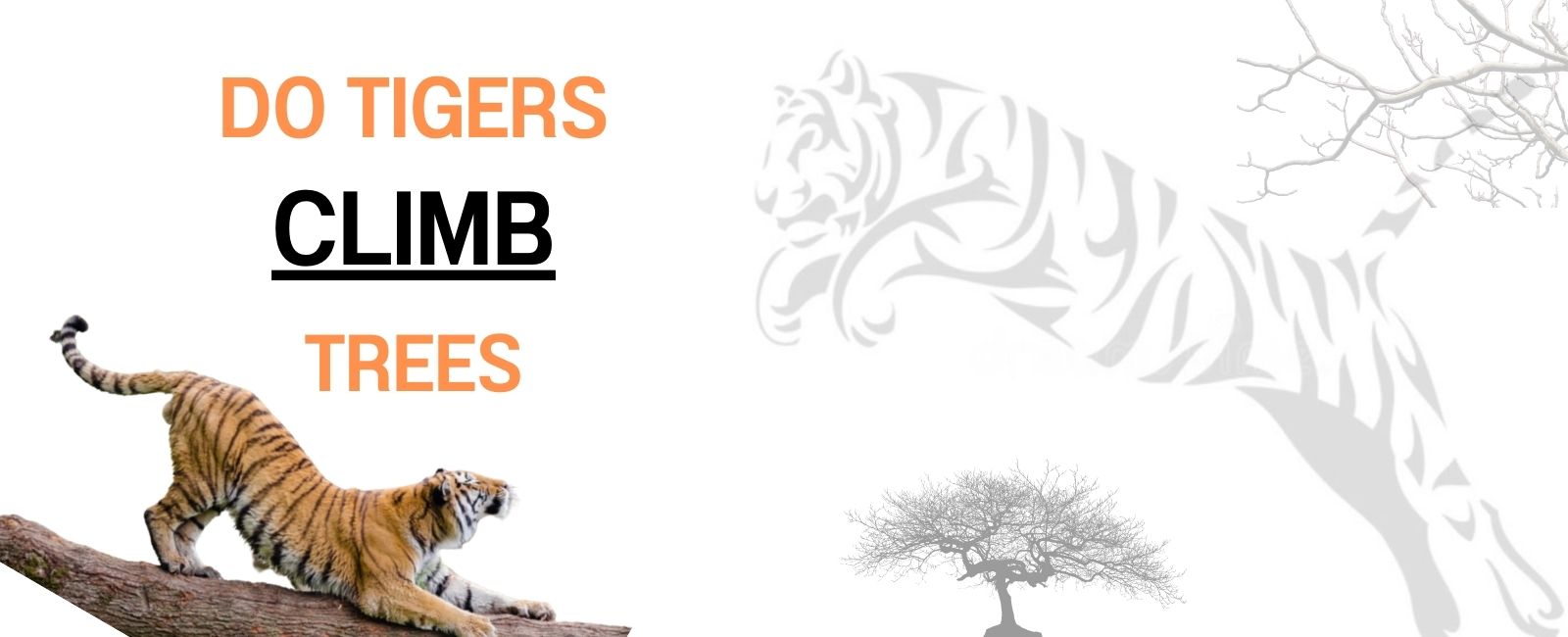 Do tigers climb trees ?
