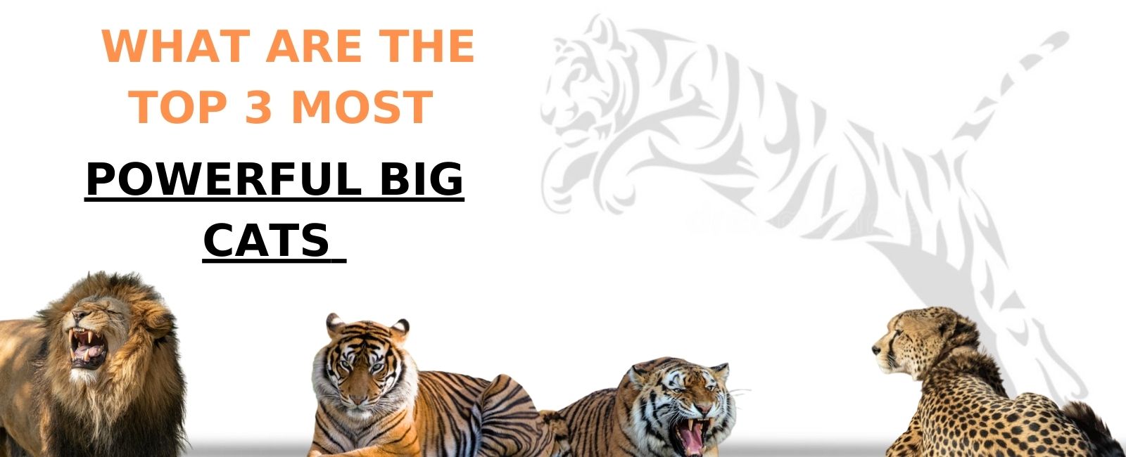 What are the top 3 most powerful big cats?