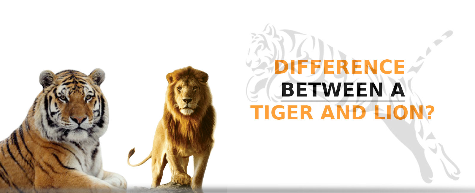 What Is the Difference Between a Lion and a Tiger?