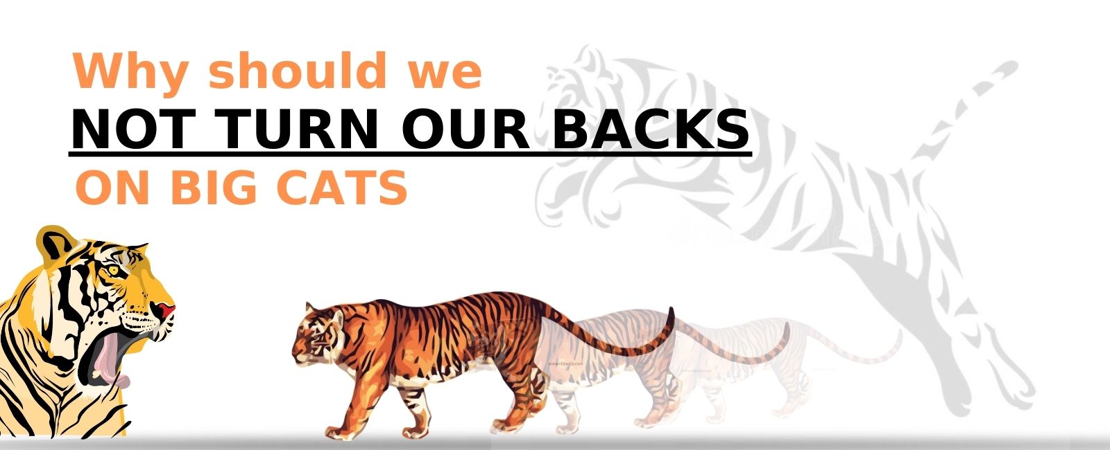 Why Should We Not Turn Our Backs on Big Cats?