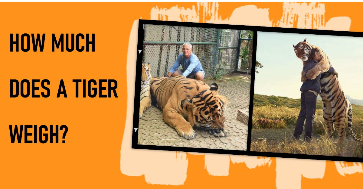 What is the real tiger king? Answer: The Siberian tiger