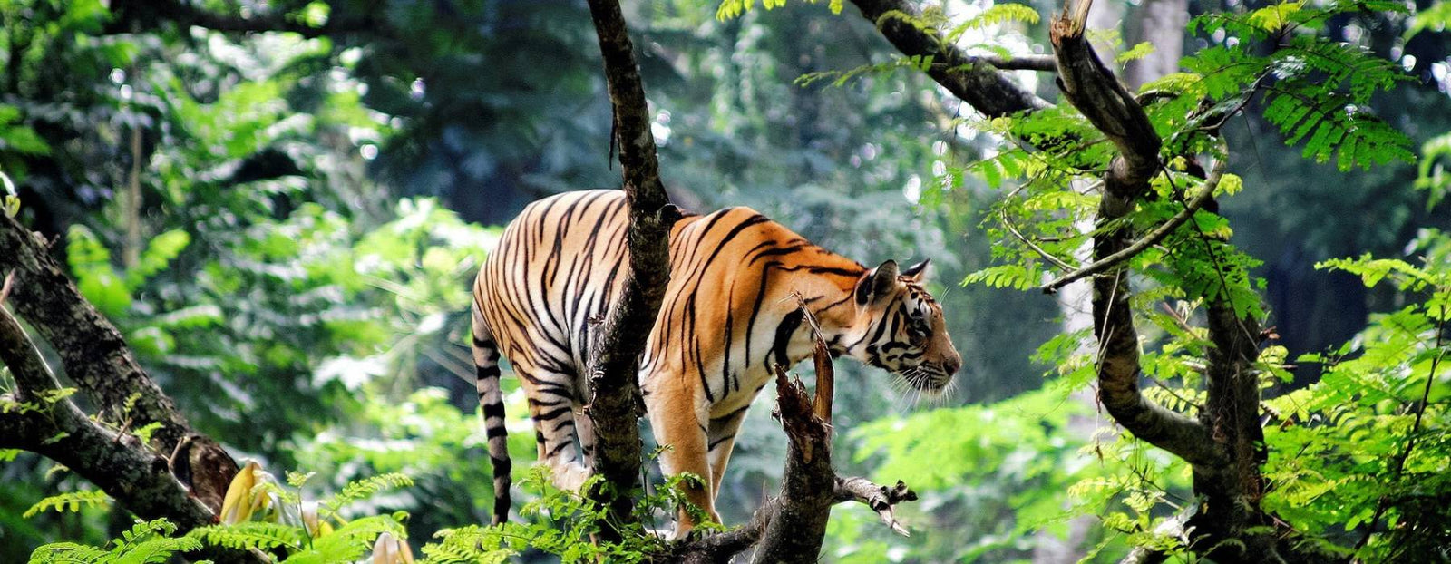 tiger universe banner tiger in the jungle