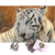 3D ROYALE TIGER PUZZLE Tiger-Universe