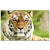 BENGAL TIGER WALL ART Tiger-Universe