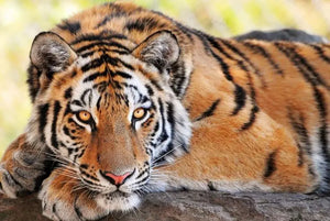 JIGSAW PUZZLE BEAUTIFUL TIGER Tiger-Universe