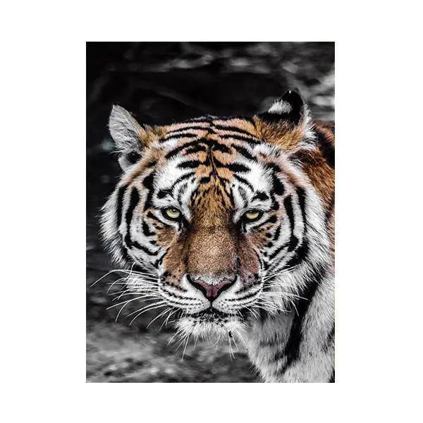 PAINTING TIGER OF THE MOUNTAINS Tiger-Universe