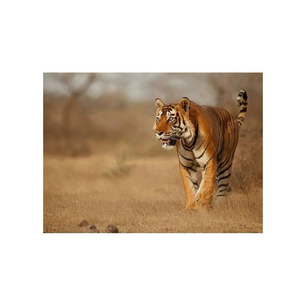 SAVANNAH TIGER PAINTING Tiger-Universe