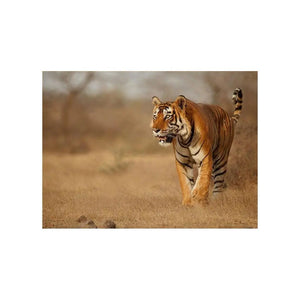 SAVANNAH TIGER PAINTING Tiger-Universe