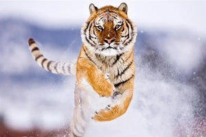 SIBERIAN TIGER JIGSAW PUZZLE Tiger-Universe