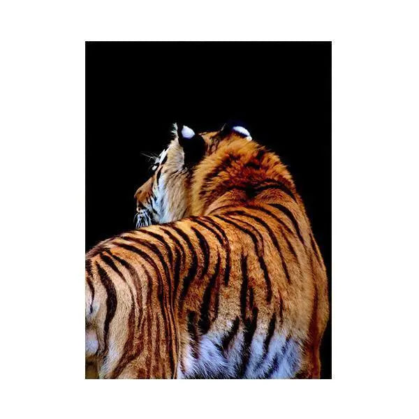 SURPRISED TIGER CANVA PAINTING Tiger-Universe