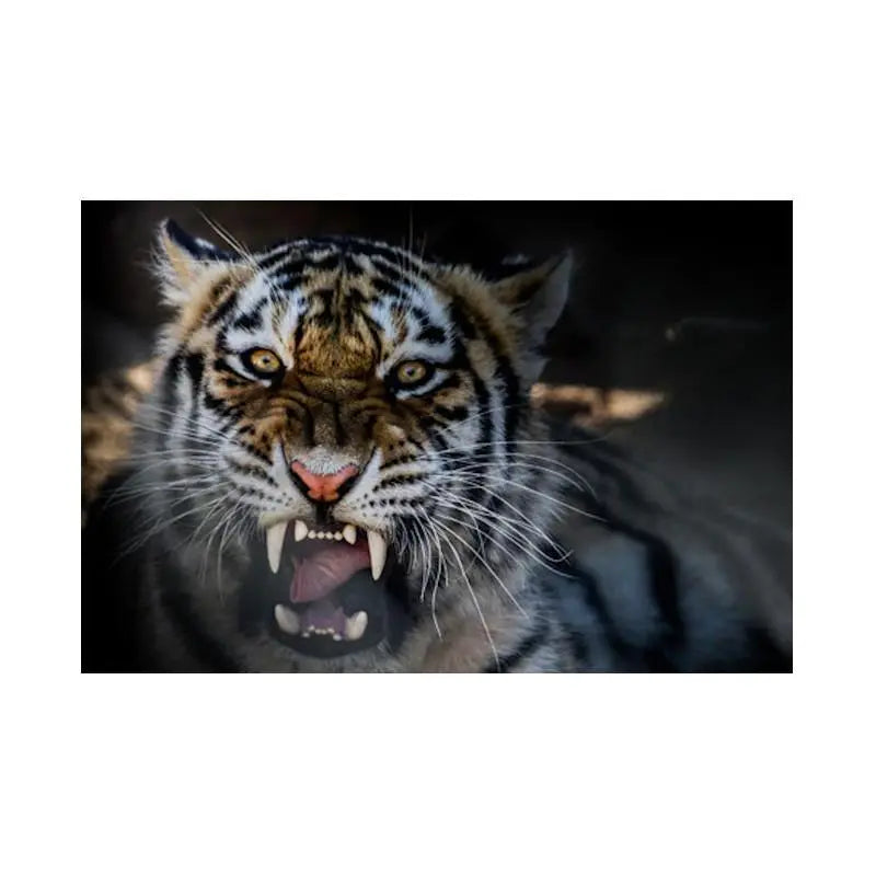 TIGER WALL ART THREATENING Tiger-Universe